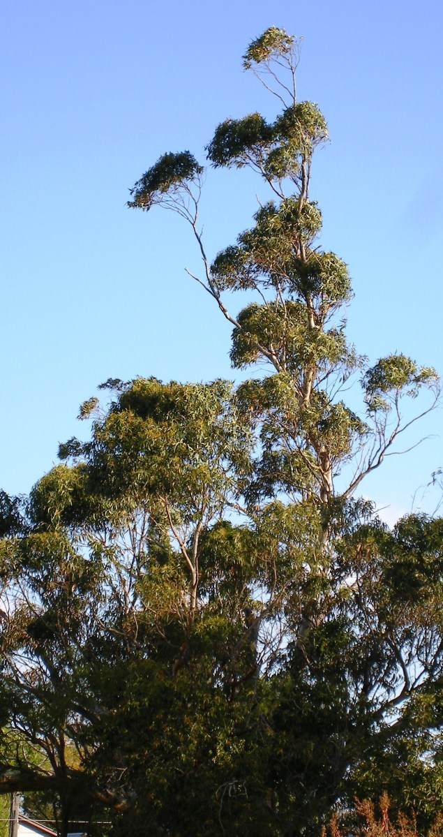 A gum-tree blowing in the wind