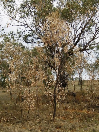 Eucalypts dying in drought