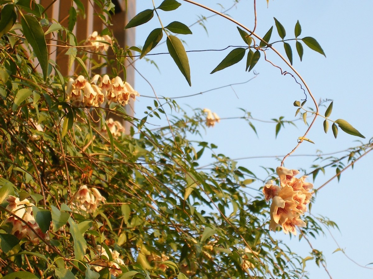 Native vine blossoms