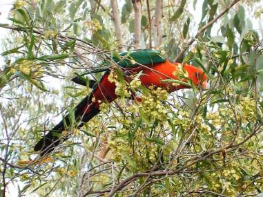 A King Parrot feeding in a Hopbush