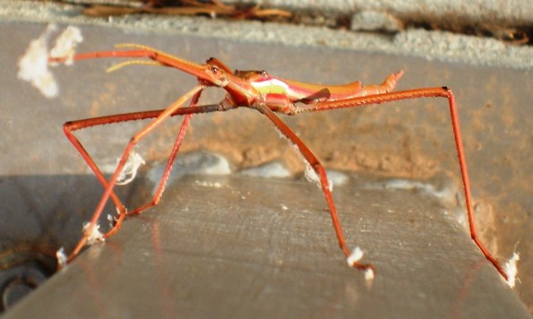 Tropidoderus stick insect