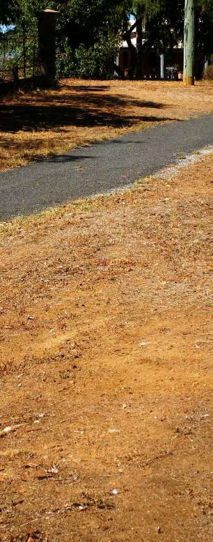 Photo of dead public lawn