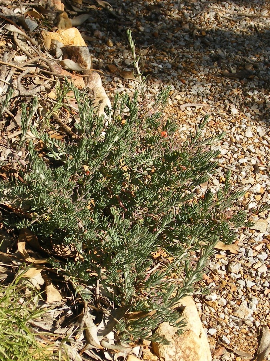Ruby Saltbush Enchylaena tomentosa