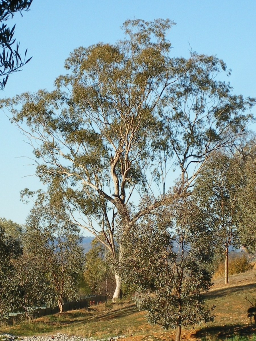 White box eucalyptus tree
