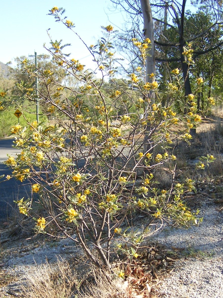 Blooming senna bush