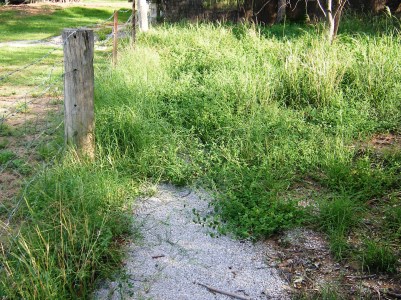 Garden path suddenly overgrown.