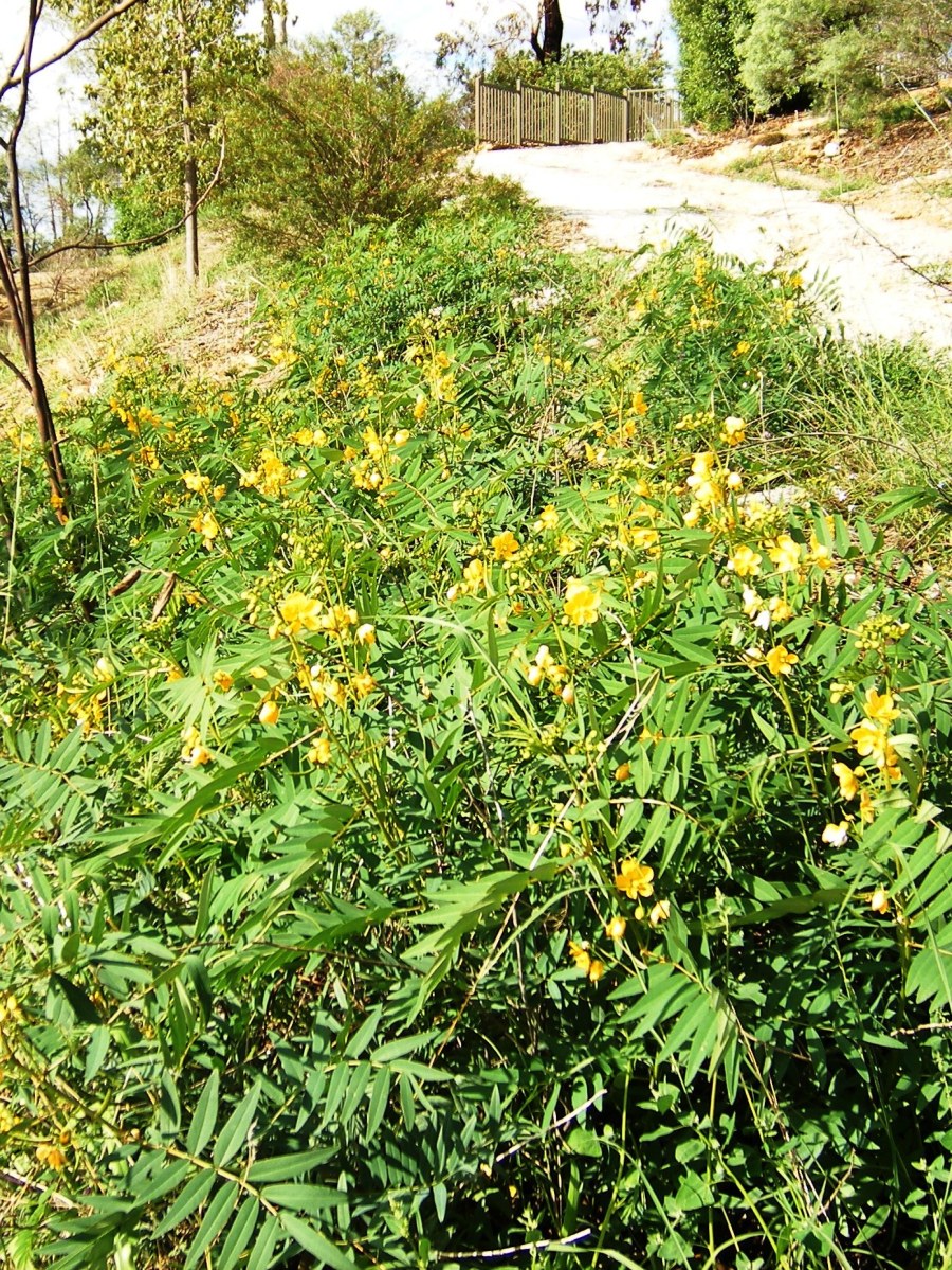 Sef-sown senna plants